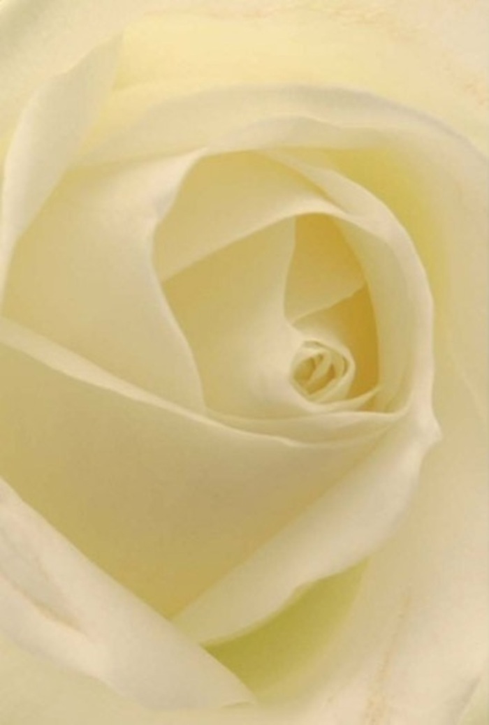 Looking into this beautifully detailed image of a white rose, you are invited to experience the understated luxury and calm so often associated with Ardleigh Green. The petals, touched with cream and the lightest suggestion of gold, fold inward in a flawless spiral, their matte, creamy texture hinting at the softness of freshly opened blooms typical in local flower shops. The lighting is soft and ambient-evoking a sense of early daylight drifting through Ardleigh Green's tranquil lanes-casting gentle shadows between the petals and giving the flower a soulful depth. This rose is a true testament to grace and resilience, ready to bring comfort at a memorial service, elegance to a wedding near Ardleigh Green Park, or quiet celebration to any special gathering. The subtle gradation in colour, from brilliant ivory at the centre to a nearly translucent edge along the outer petals, elevates the visual harmony and attention to detail only achieved by the hands of a passionate florist. The imagined scent is faintly sweet, pure and calming. Crafted for delivery throughout Ardleigh Green, this rose embodies not only natural beauty but also the heartfelt ritual of giving and remembrance cherished by the community.